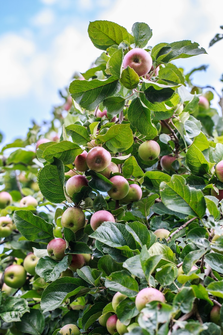 Photo pommier. pommes sur l'arbre
