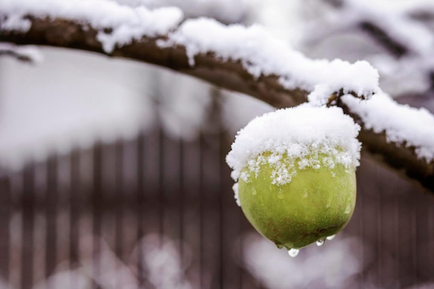 Un pommier avec des pommiers couverts de neige dans un jardin d'hiver enneigé