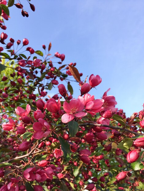 Pommier rose décoratif en fleurs