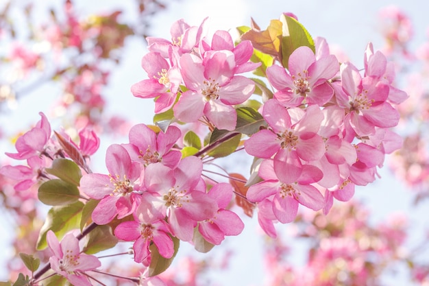 Pommier rose en fleurs