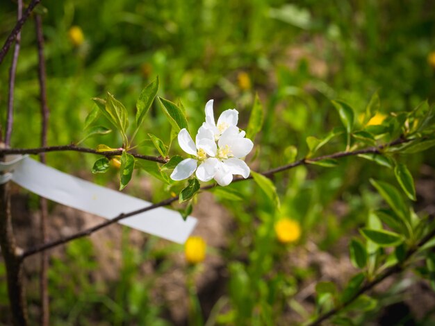 Pommier rouge en fleurs, couleur chinoise d'un arbre dans le jardin, fond d'été, branche fleurie de printemps