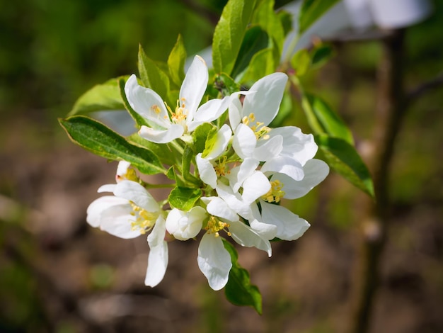 Pommier rouge en fleurs dans le jardin fond d'été branche fleurie de printemps