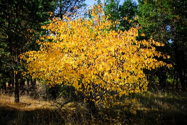 Pommier sauvage au feuillage jaune vif en automne sur fond de pins verts