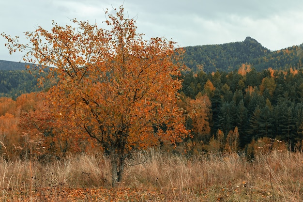 Pommier sauvage aux feuilles jaunes dans un champ en automne sur fond de forêt de conifères