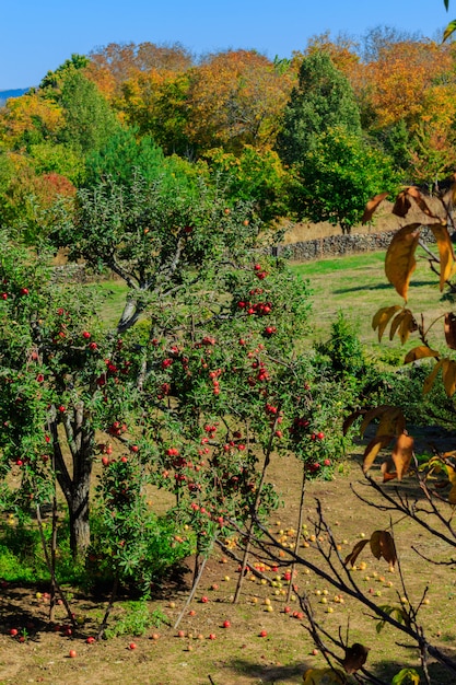 Pommier et ses pommes