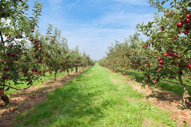 Photo pommiers chargés de pommes dans un verger en été