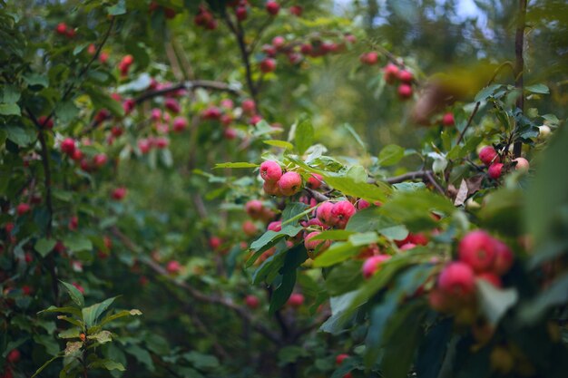 Pommiers dans un verger, avec des fruits prêts à être récoltés.