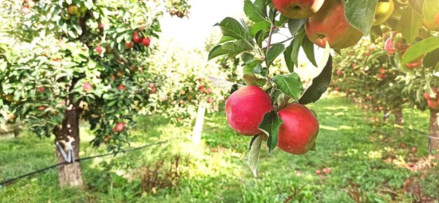 Des pommiers dans un verger avec des pommes rouges prêtes à la récolte