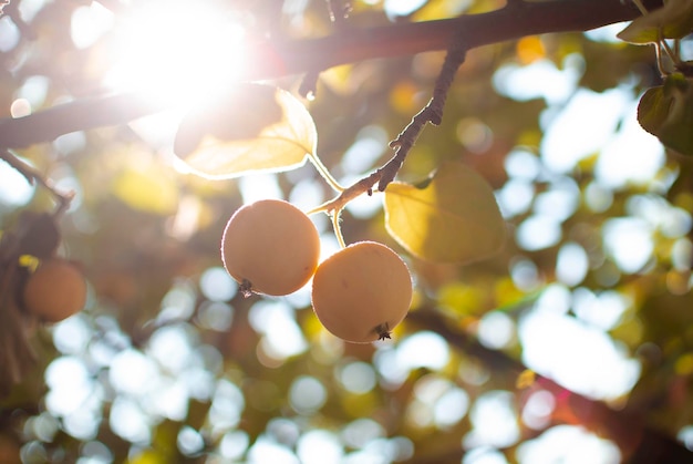 Pommiers sur une ferme de fruits biologiques Une pomme mûre en gros plan avec la lumière du soleil et un verger de pommiers en arrière-plan