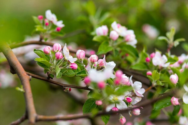 Pommiers en fleurs au parc du printemps se bouchent