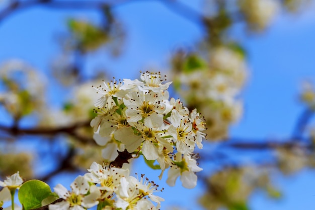 Pommiers en fleurs au printemps sur fond blanc