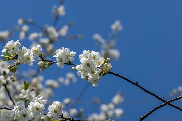 Pommiers en fleurs au printemps