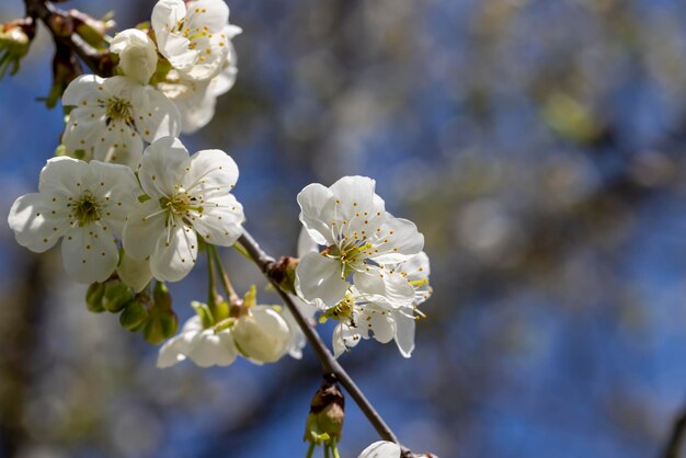 Pommiers en fleurs au printemps