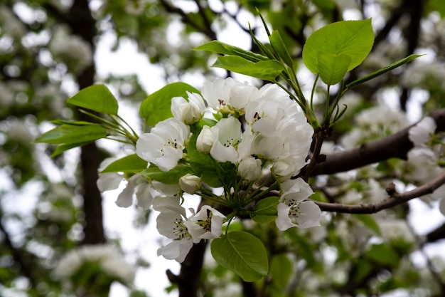 Pommiers à fleurs blanches. Saison de printemps, couleurs de printemps. Fond floral naturel des inflorescences blanches sur les branches d'un arbre fruitier