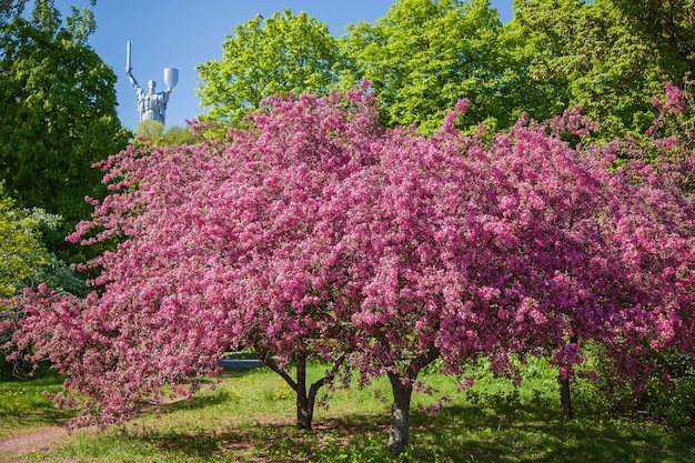 Pommiers en fleurs dans le jardin, les fleurs sur les arbres au printemps