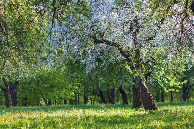 Pommiers en fleurs