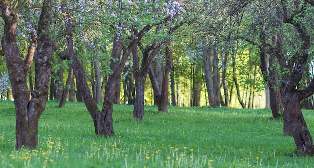 Pommiers en fleurs