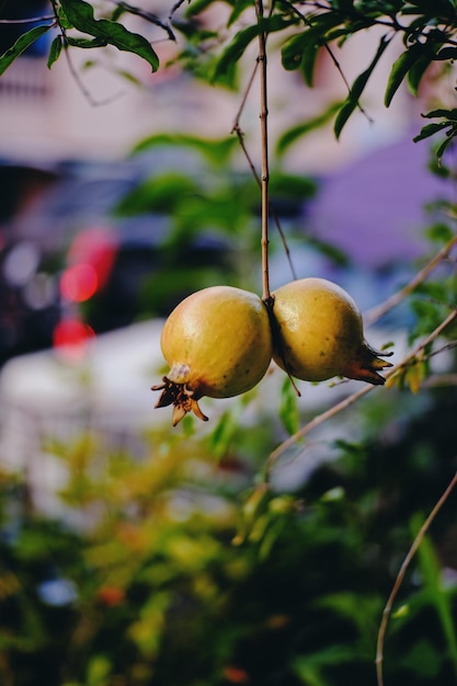 Pommiers à grenades frais