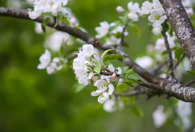 Des pommiers en pleine floraison