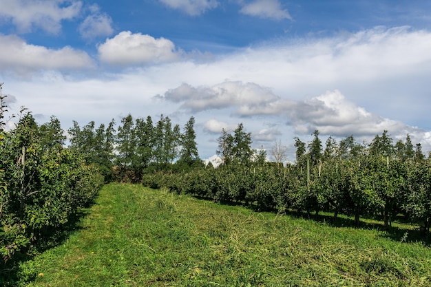 Pommiers verts dans une ferme sous un ciel nuageux