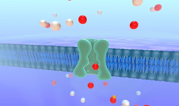 Photo la pompe sodium potassium modèle 3d