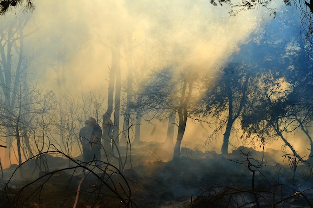 Des pompiers pulvérisent de l'eau dans une forêt brûlée.