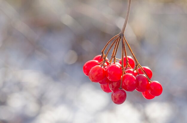 Pompon rouge guelder a augmenté.