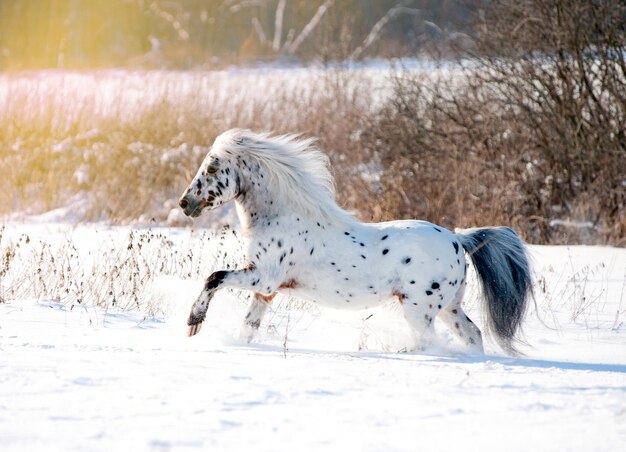 Photo le poney d'appaloosa court librement à travers le champ d'hiver.