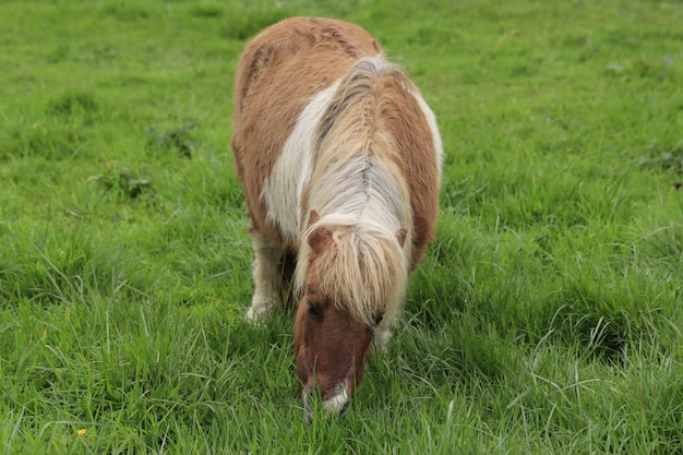 Poney broutant dans le champ