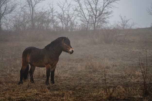 Poney Exmoor