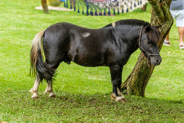 Poney marchant librement à la ferme, mangeant de l'herbe,