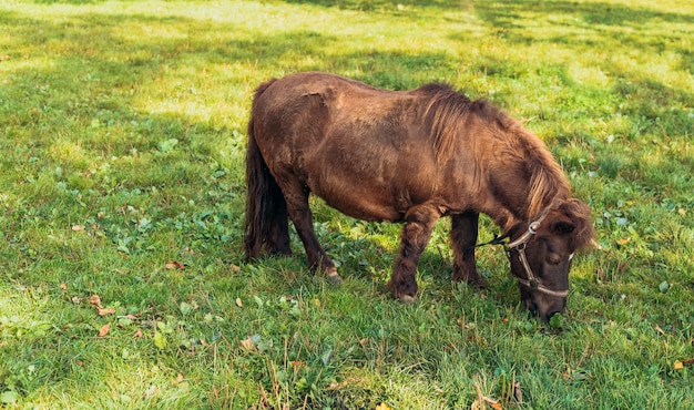 Poney miniature en champ vert, Portrait d'un cheval sur un pré