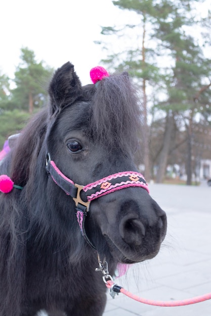 un poney noir pour les enfants à chevaucher dans le parc