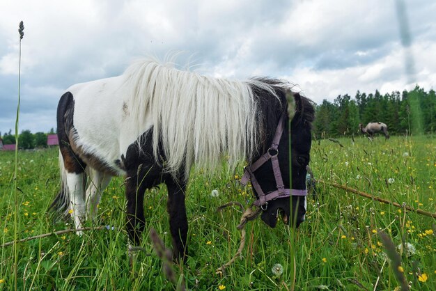 Poney paissant dans le domaine par temps clair