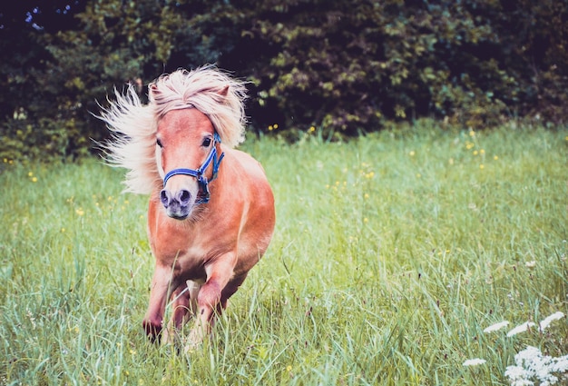 Photo un poney qui court sur le champ.