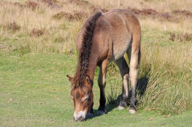 Un poney qui paît dans un champ