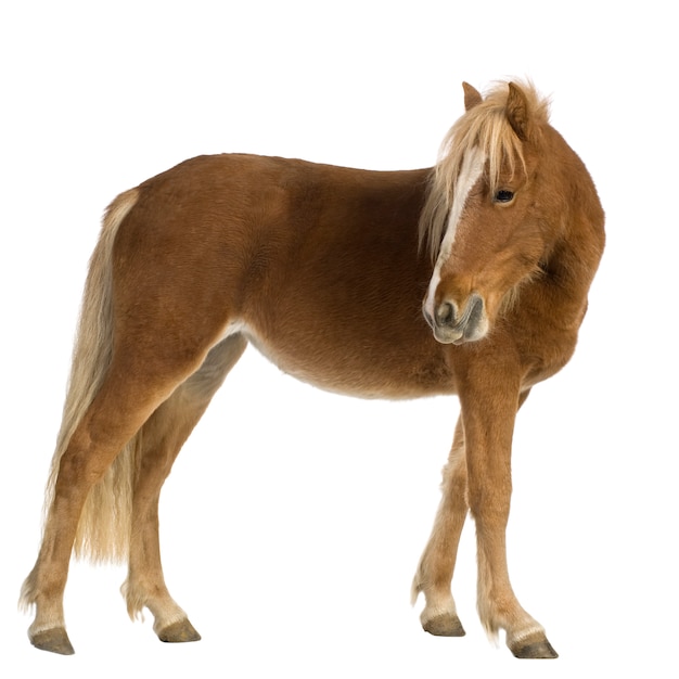 Poney Shetland (2 ans) sur blanc