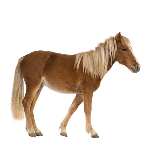 Poney Shetland (2 ans) sur blanc