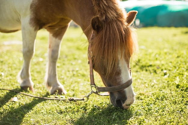 Poney sur vert pâturage d'été