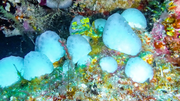 Éponge blanche de mer sous l'eau, Maldives.