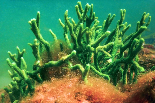 Éponge d'eau douce (Spongilla lacustris) Spongillidae Eau douce Sous l'eau