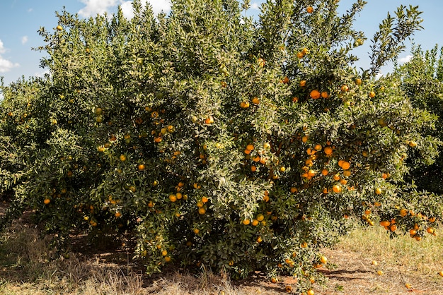 Ponkan, un type de mandarine. Photo d'arbre, plantation.