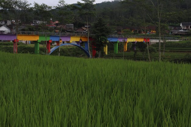 Pont arc-en-ciel dans les rizières