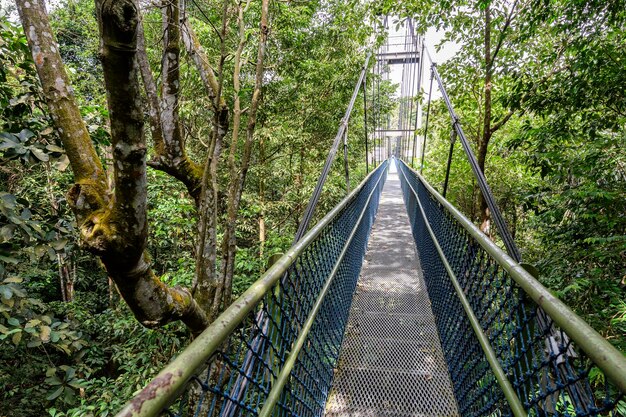 Pont au milieu des arbres