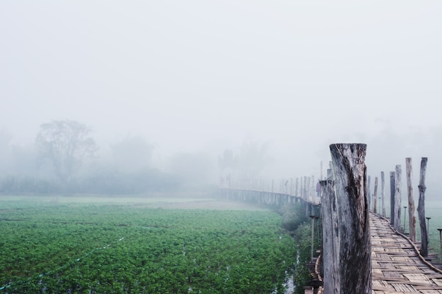 Pont de bambou sur le champ de légume parmi le brouillard à la campagne de la Thaïlande