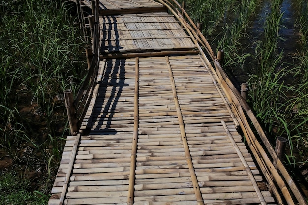 Pont de bambou à travers le champ de riz vert.