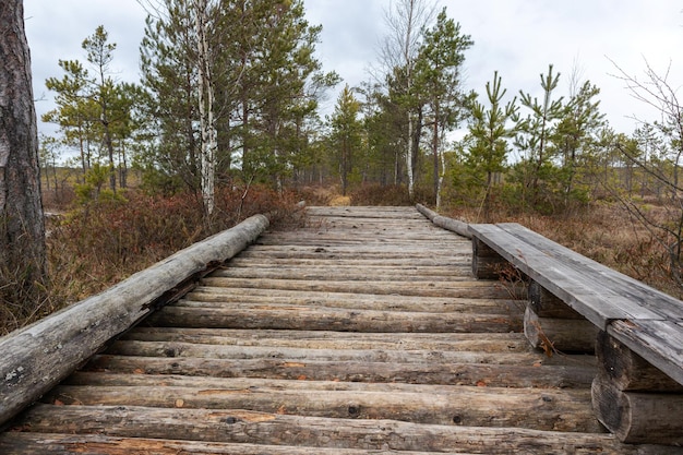 Un pont en bois dans la forêt avec des arbres en arrière-plan