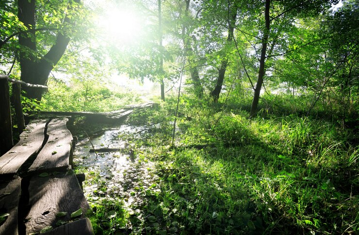 Pont de bois dans la forêt à Sinlight