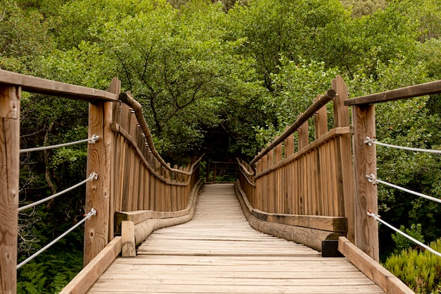 Photo pont en bois dans la forêt