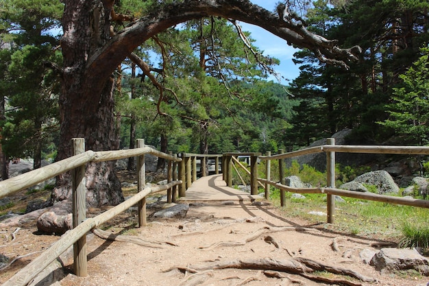 Pont en bois d'excursion en forêt